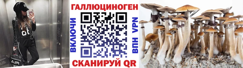 Купить где  Озёрск  Галлюциногенные грибы Cubensis 